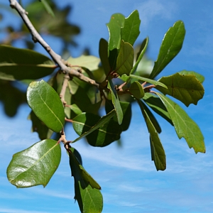 Live Oak Tree